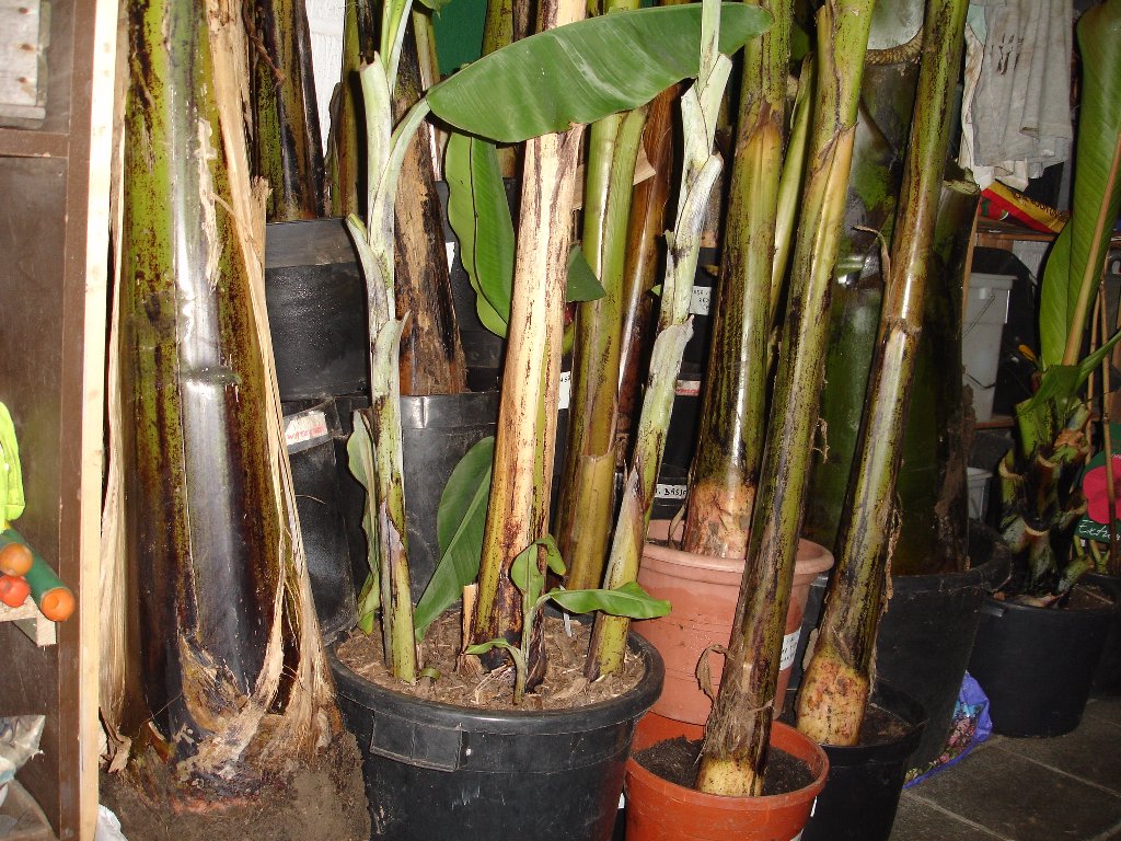 tuin 404_1024x768.jpg