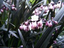 Ophiopogon planiscapus nigrescens.jpg