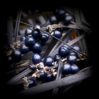 ophiopogon plant73.jpg