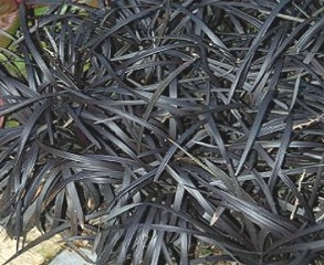 Ophiopogon_nigra.jpg