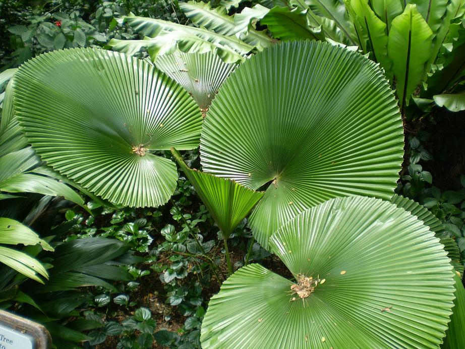 Asia 2011 073a.jpg