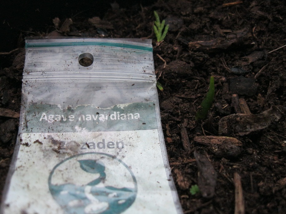 agave havardiana.JPG