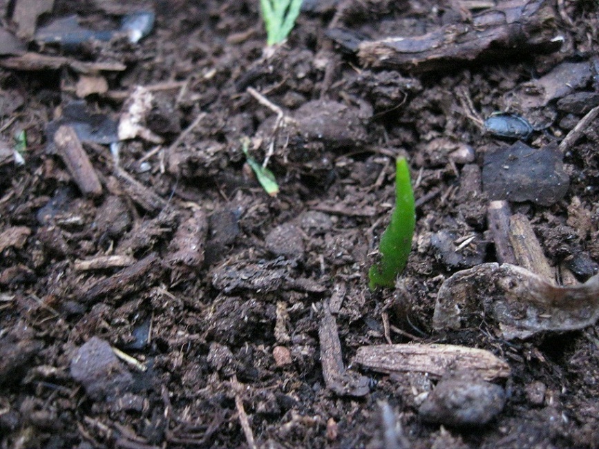 agave havardiana1.JPG