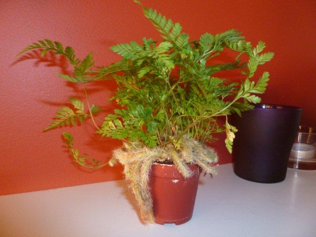 P1010209.jpg