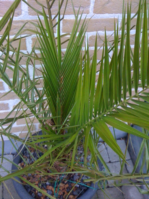 foto 1 (2).JPG
