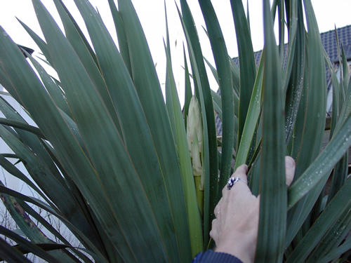 yucca.bloem.23jan.2012.jpg