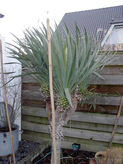 yucca..23jan.2012.jpg