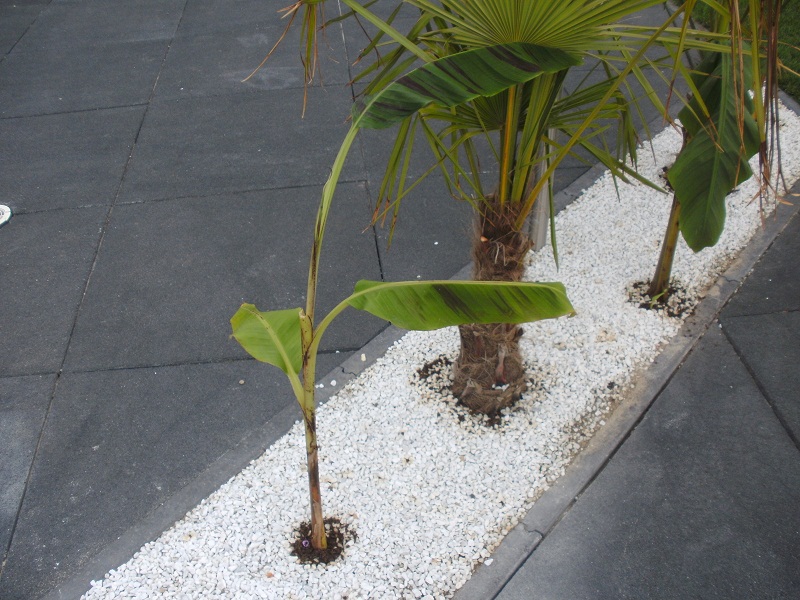 perkje begin juni 20011(1).JPG