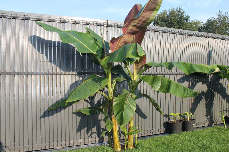 sikkimensis red tiger01.10.2011 (1).JPG