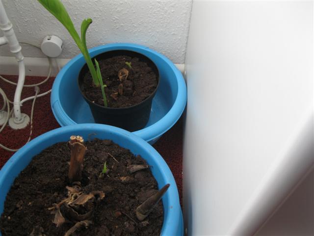 IMG_0925 (Small).jpg