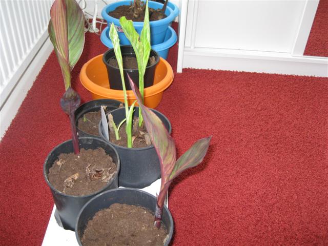 IMG_0926 (Small).jpg