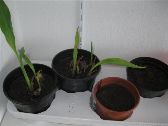 IMG_0928 (Small).jpg