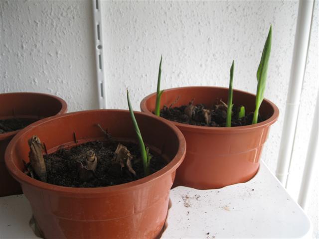 IMG_0929 (Small).jpg