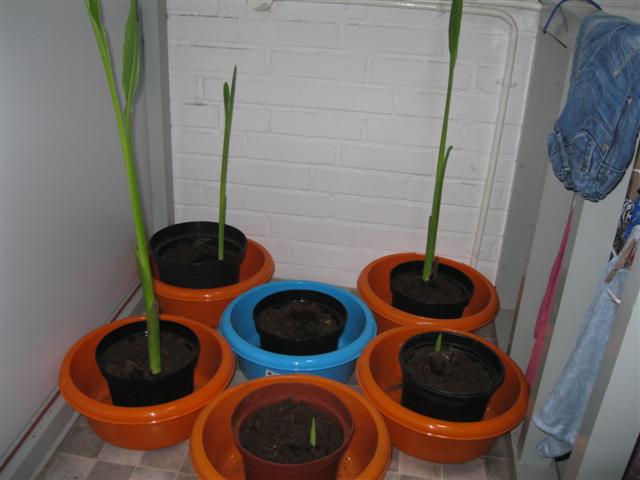 IMG_0931 (Small).jpg