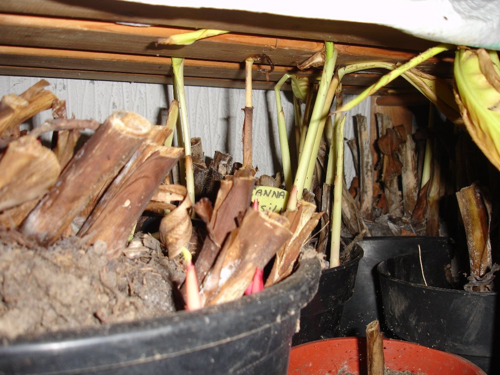 tuin 416_1024x768.jpg