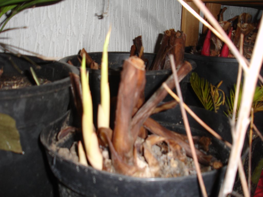 tuin 417_1024x768.jpg