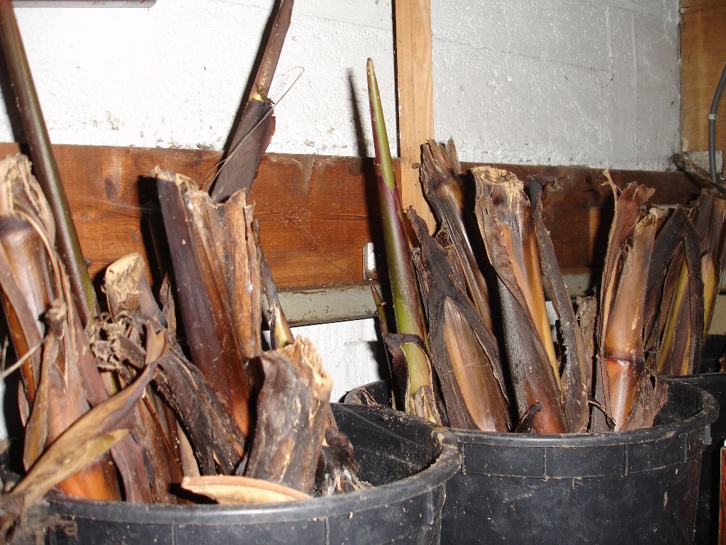 tuin 418_1024x768.jpg