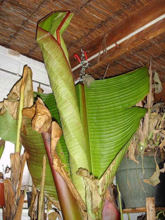 tuin 420_576x768.jpg