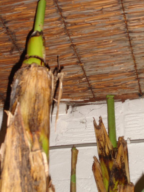 tuin 421_576x768.jpg