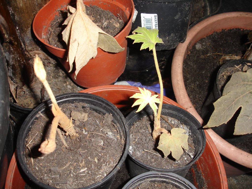 tuin 422_1024x768.jpg