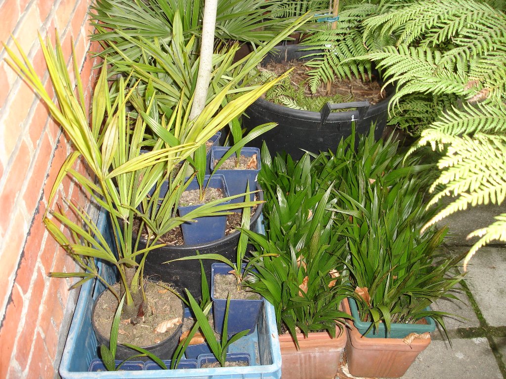 tuin 423_1024x768.jpg