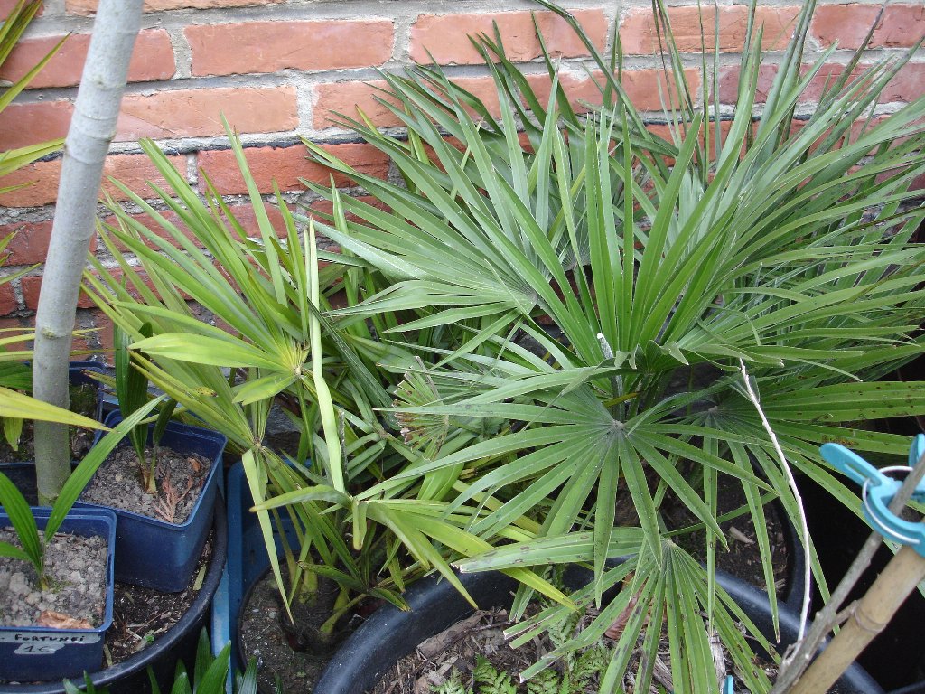 tuin 424_1024x768.jpg