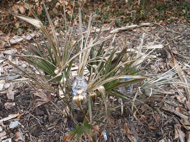 tuin 428_800x600.jpg