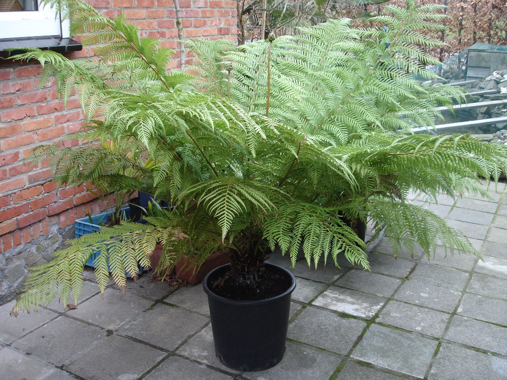 tuin 425_1024x768.jpg