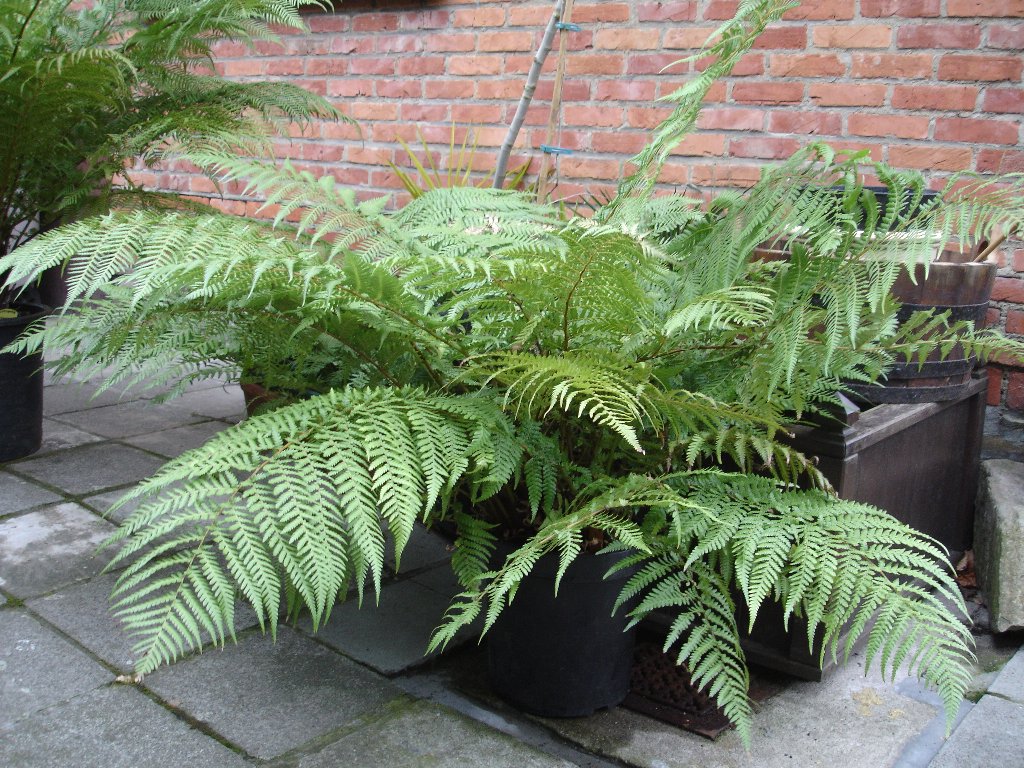 tuin 426_1024x768.jpg