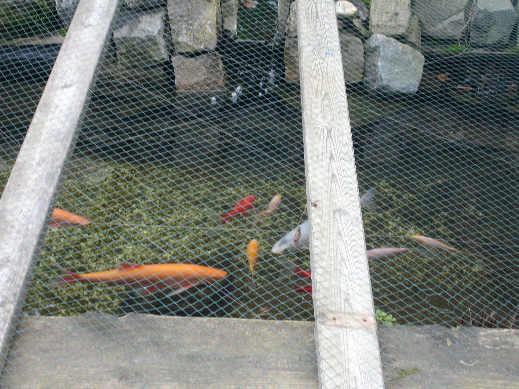 tuin 427_1024x768.jpg