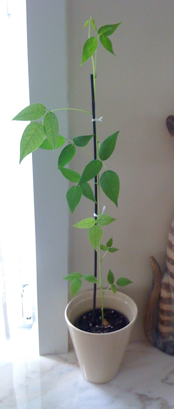 Erithryna crista-galli 201203.JPG