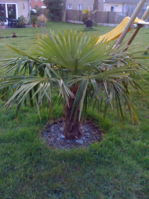 Trachycarpus fortunei FCP 201203.JPG