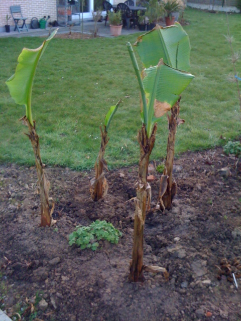 Musa basjoo 20120323.JPG