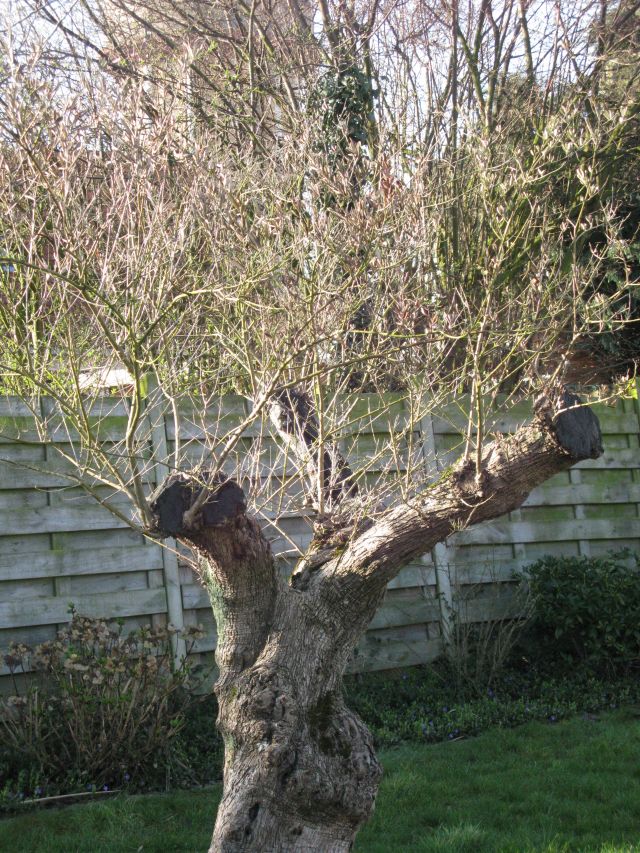 olijboom maart 2011.jpg