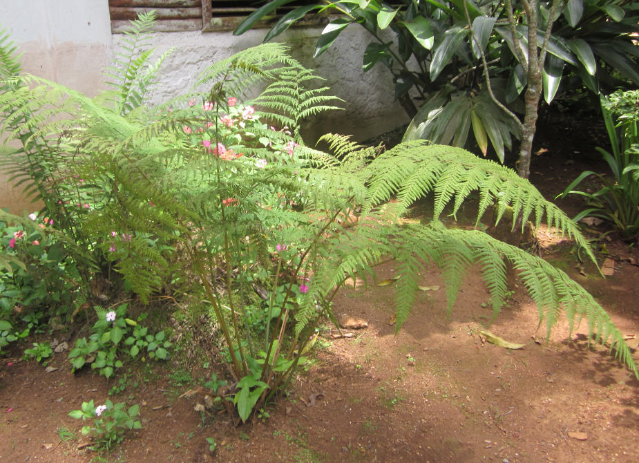 fern 1a.jpg