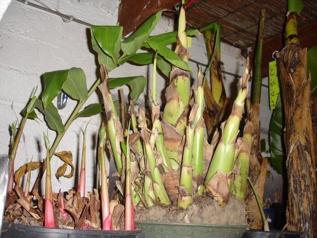 tuin 434_1024x768.jpg