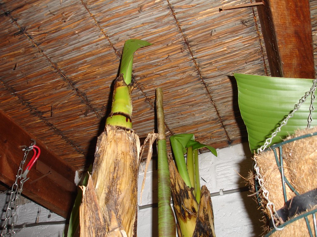 tuin 435_1024x768.jpg