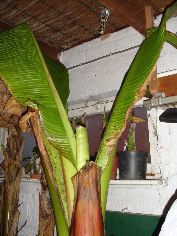 tuin 436_576x768.jpg