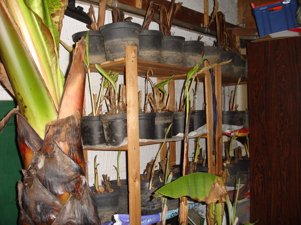 tuin 439_1024x768.jpg