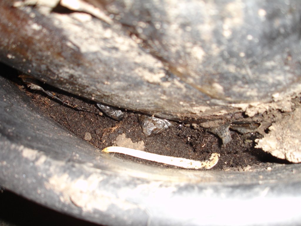 tuin 438_1024x768.jpg