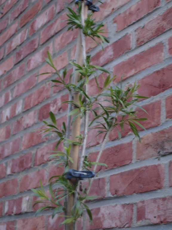 tuin 441_576x768.jpg