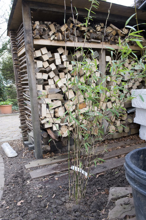 08-04 fargesia nitida pillar.jpg