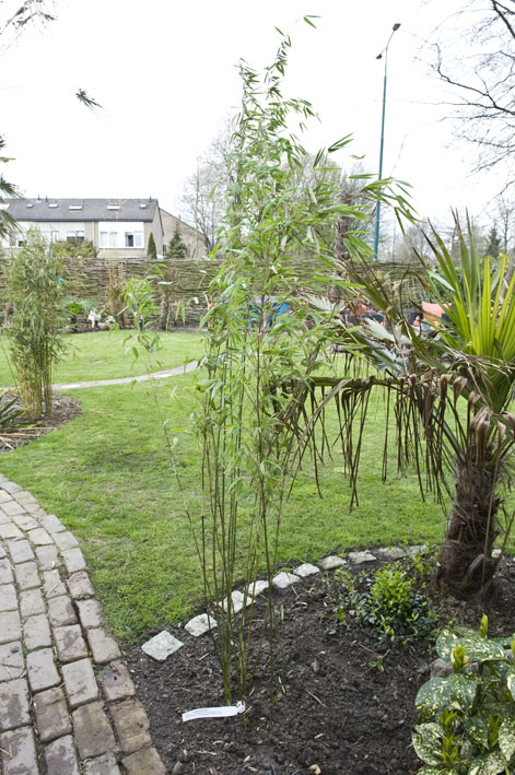 08-04 fagesia denudata.jpg