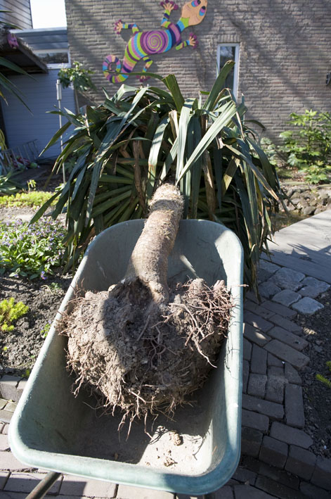 08-04 gratis yucca in de kruiwagen2.jpg