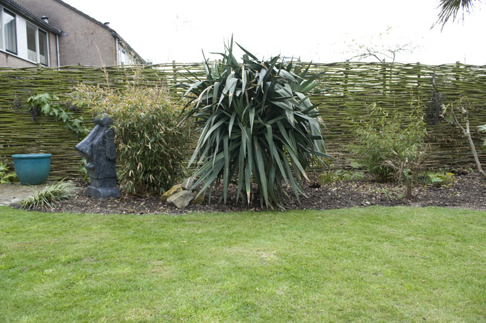 08-04 gratis yucca moet nog een flinke snoeibeurt krijgen.jpg