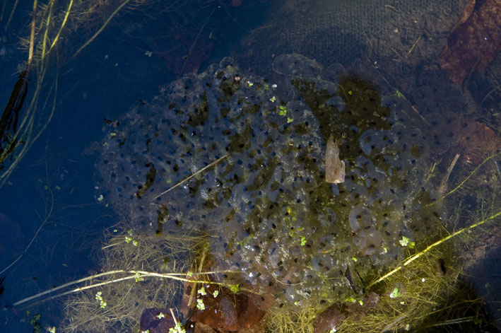 08-04 kikkerdril.jpg