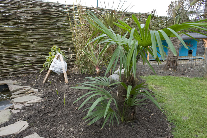 08-04 nieuwe dubbele trachy fortunei, daaromheen allemaal zaailingen van de fortunei.jpg