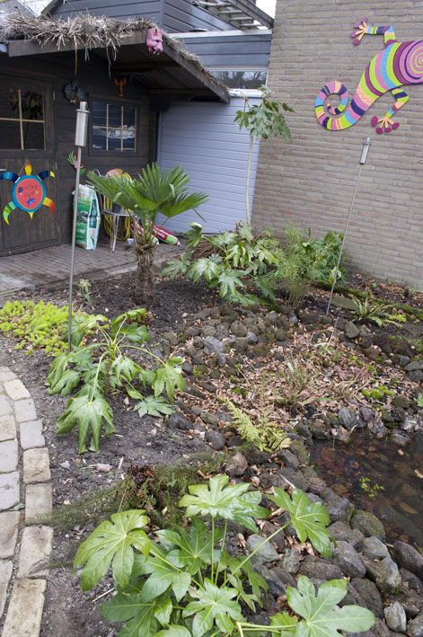 08-04 nieuwe aanschaf van palmgardens, wagerianus 2.jpg