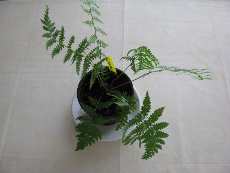 Cyathea australis.JPG