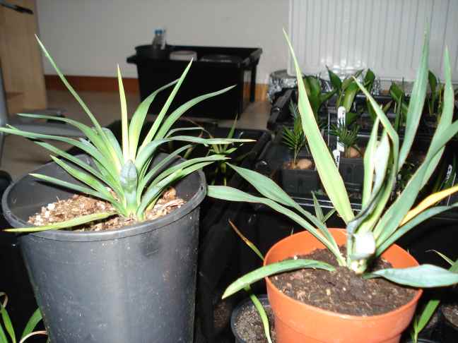 Yucca's 201001.JPG